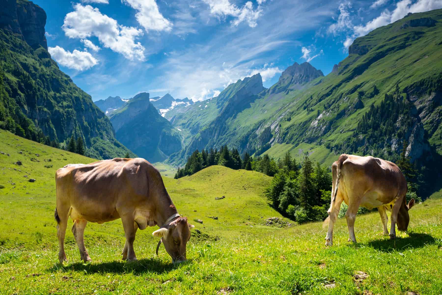 Zwei Kühe grasen auf einer saftigen Almwiese im Schweizer Hochland.