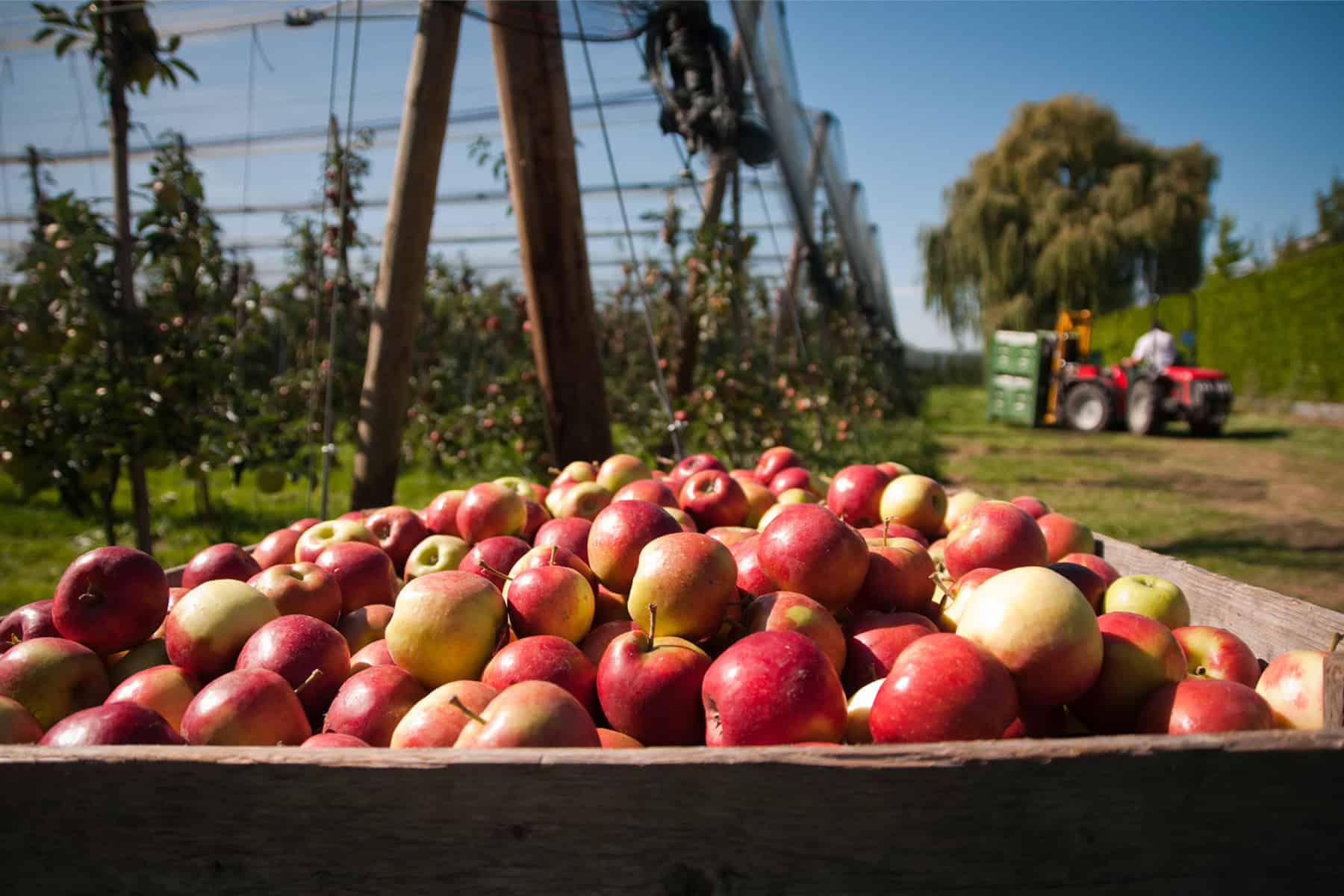 Frisch geerntete rot-gelbe Äpfel in einer Holzkiste auf einer Schweizer Apfelplantage.