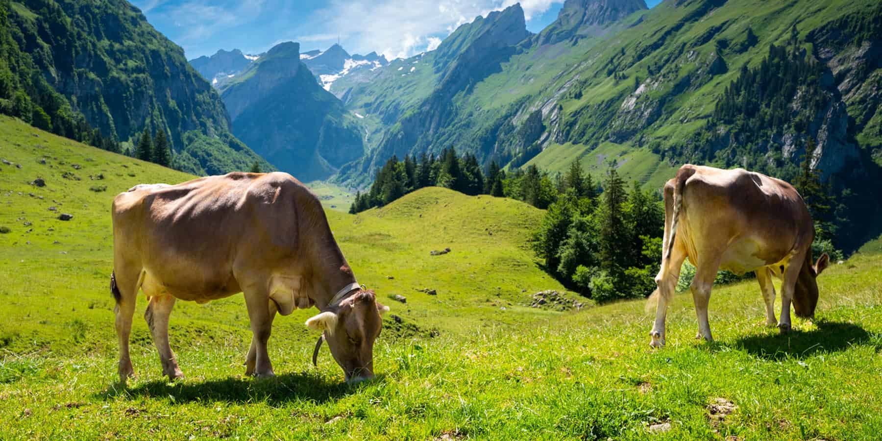 Zwei Kühe grasen auf einer saftigen Almwiese im Schweizer Hochland.