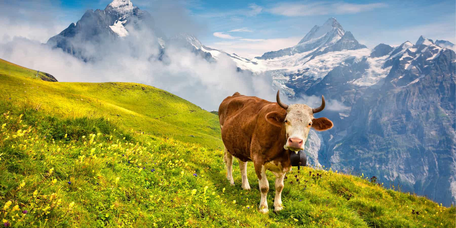 Braune Kuh mit Glocke auf einer Schweizer Almwiese vor imposanter Bergkulisse.