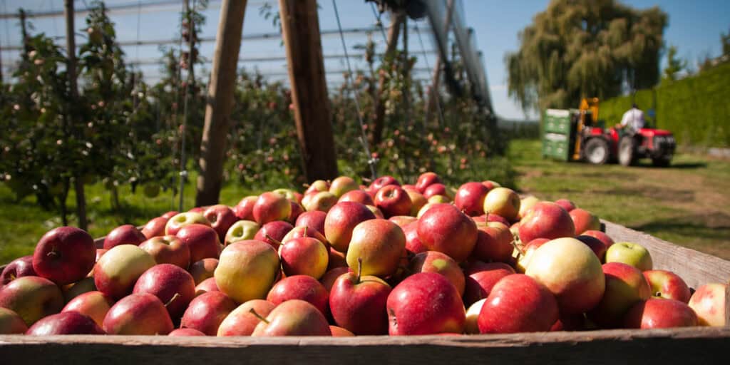 Frisch geerntete rot-gelbe Äpfel in einer Holzkiste auf einer Schweizer Apfelplantage.