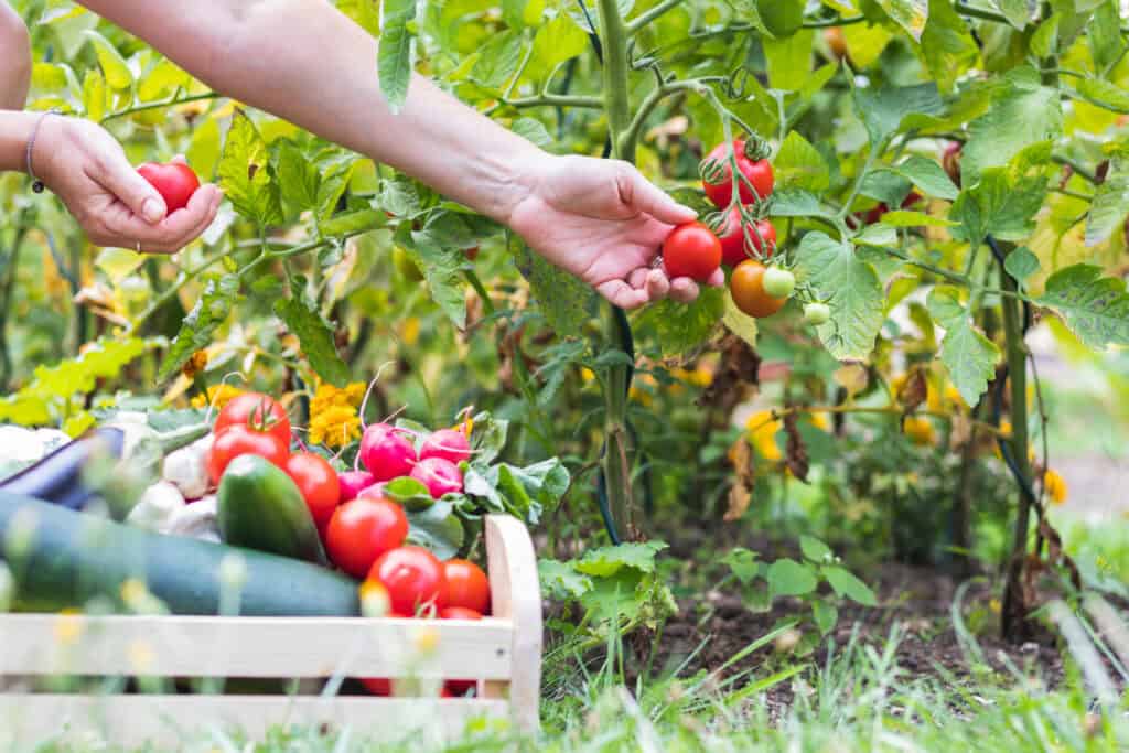Hände, die frische Tomaten in eine Holzkiste mit Gemüse legen. Organic garden at summer harvest