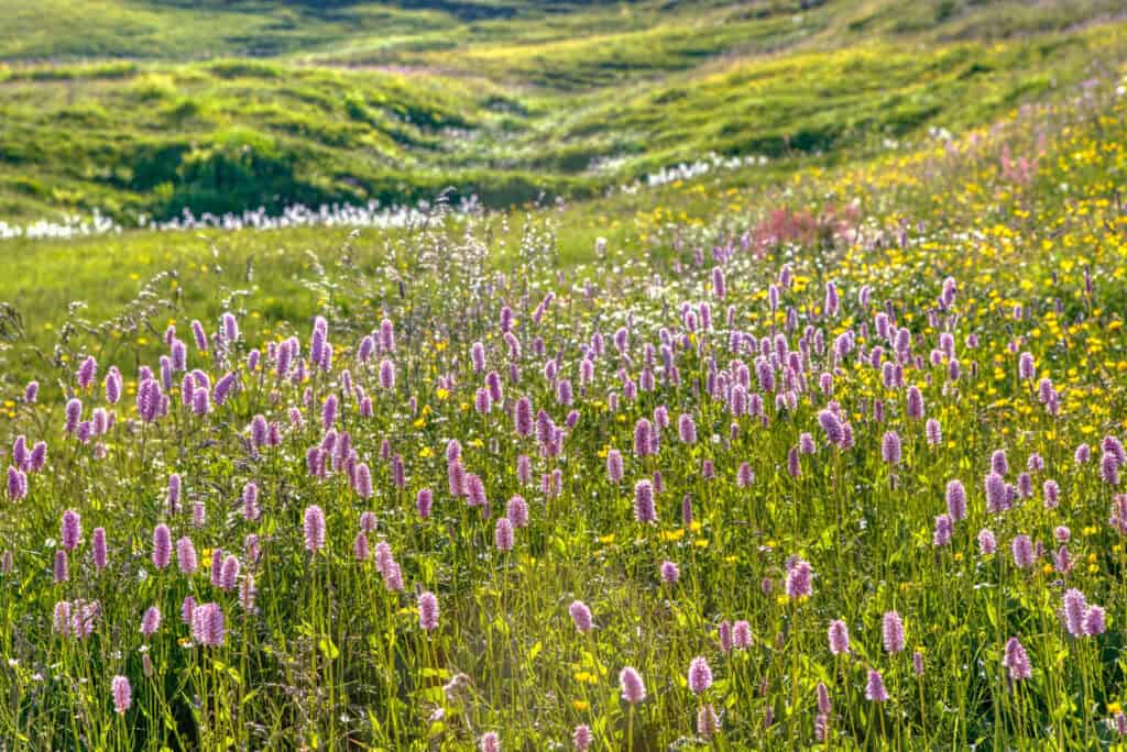 Die wunderschönen Blüten der Bistorta Officinalis in voller Blüte in den Schweizer Alpen.