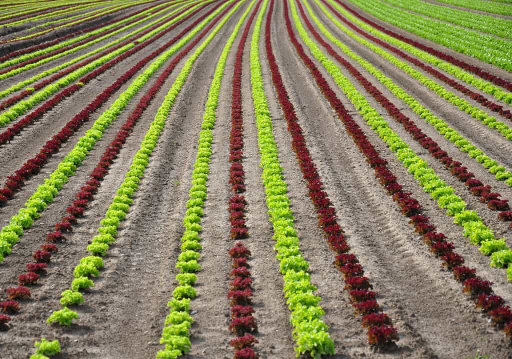 Salatfeld Lettuce field