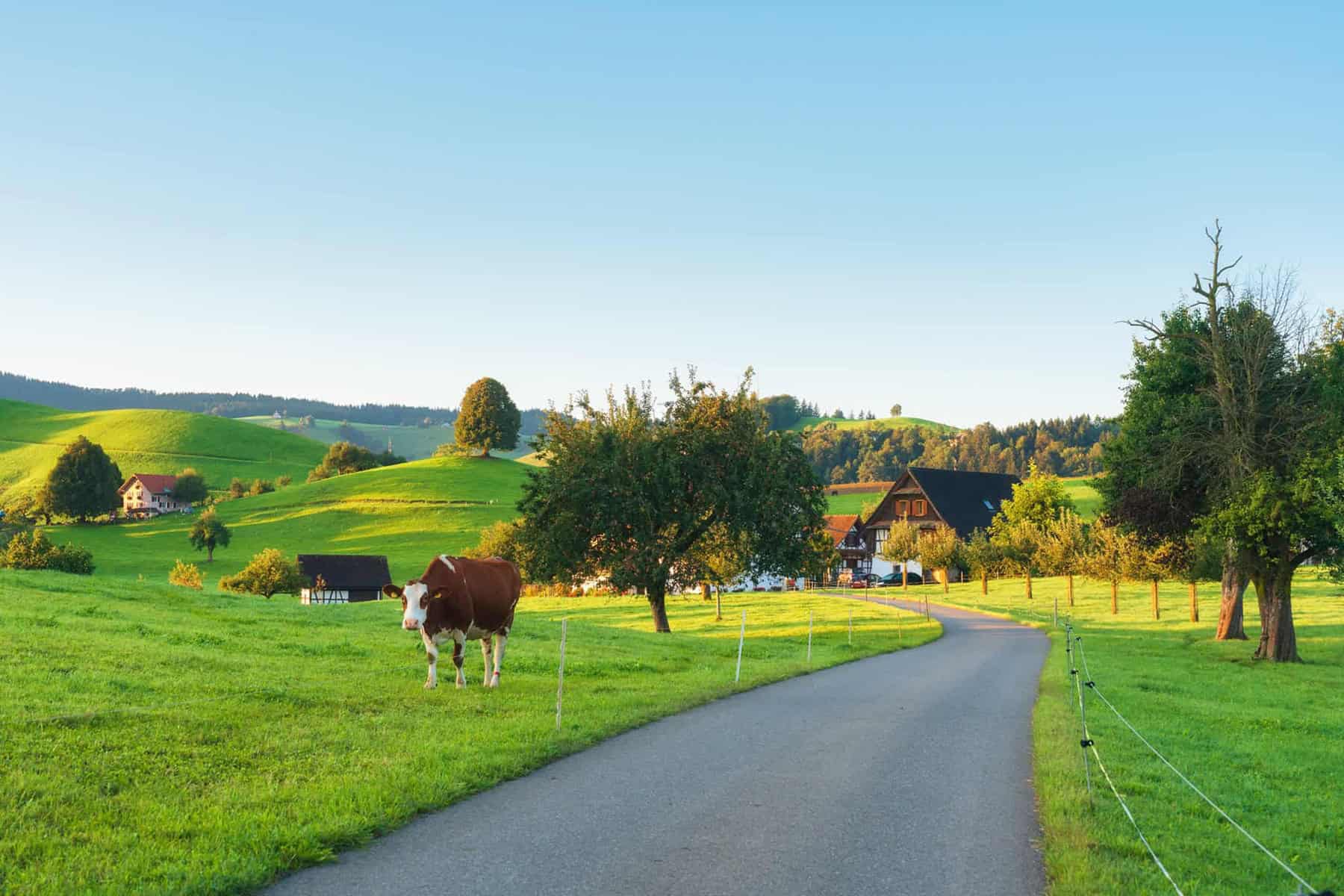 Luxagro Swiss Kuh